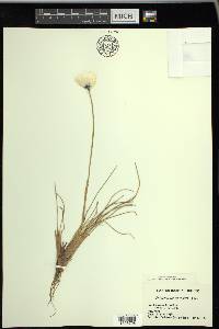 Eriophorum vaginatum image