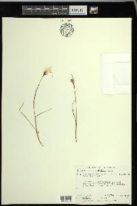 Eriophorum angustifolium image