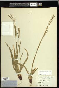 Carex arctata image