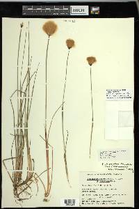 Eriophorum russeolum image