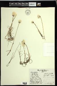 Eriophorum scheuchzeri image