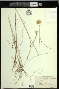 Eriophorum virginicum image