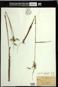 Eriophorum angustifolium image