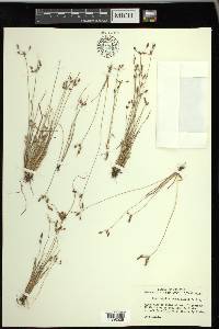 Fimbristylis annua image