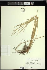 Eleocharis bifida image