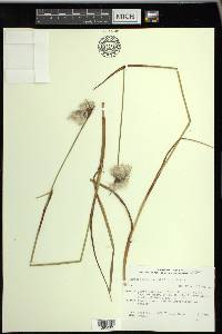 Eriophorum angustifolium image