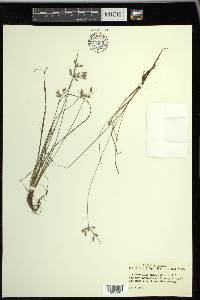 Fimbristylis annua image