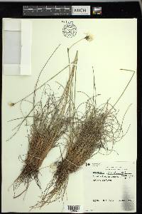 Eriophorum brachyantherum image