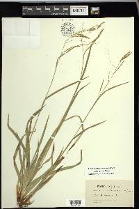 Carex arctata image