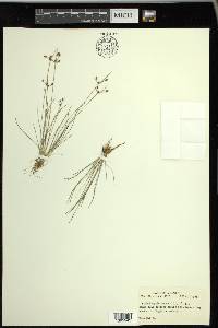 Fimbristylis annua image