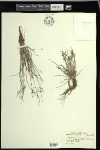 Fimbristylis annua image