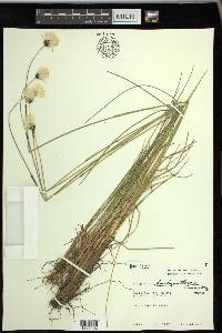 Eriophorum brachyantherum image