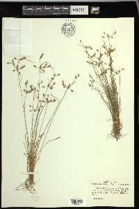 Fimbristylis annua image