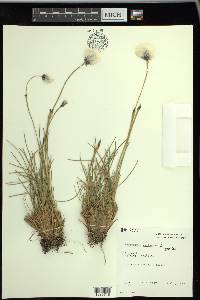 Eriophorum vaginatum image