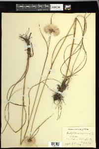 Eriophorum virginicum image