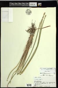 Eleocharis cellulosa image