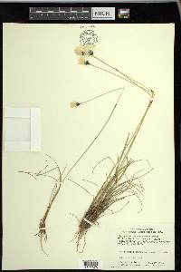 Eriophorum brachyantherum image