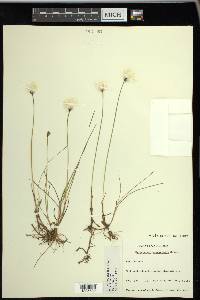 Eriophorum scheuchzeri image