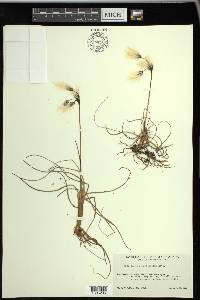 Eriophorum angustifolium image