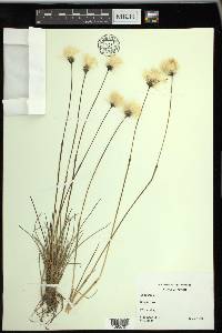 Eriophorum vaginatum subsp. spissum image