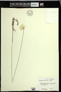 Eriophorum scheuchzeri image