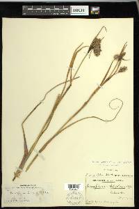 Eriophorum angustifolium image