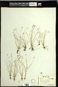 Eleocharis albida image