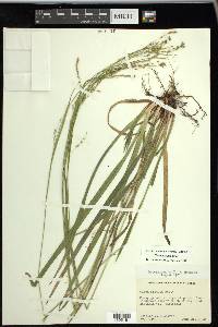 Carex arctata image