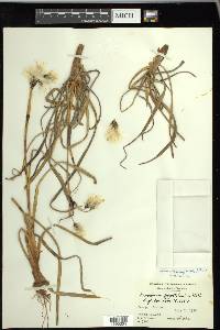 Eriophorum angustifolium image