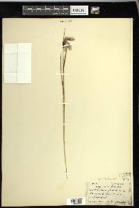 Eriophorum angustifolium image