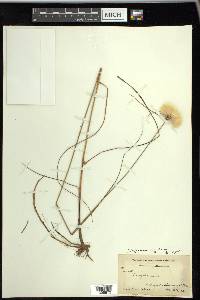 Eriophorum viridicarinatum image