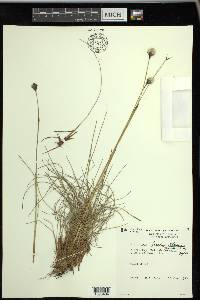 Eriophorum brachyantherum image