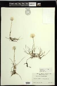 Eriophorum scheuchzeri image