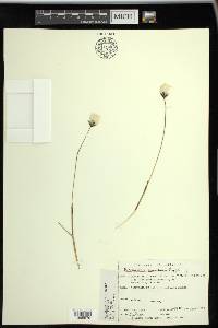 Eriophorum scheuchzeri image