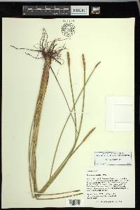 Eleocharis cellulosa image