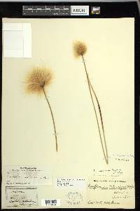 Eriophorum chamissonis image