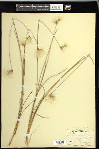 Eriophorum tenellum image