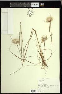 Eriophorum virginicum image