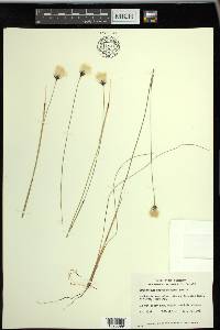 Eriophorum brachyantherum image