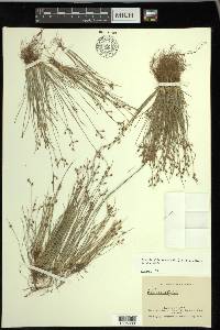 Fimbristylis annua image