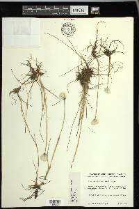 Eriophorum scheuchzeri image