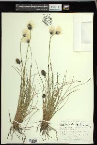 Eriophorum brachyantherum image