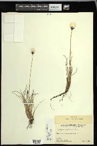 Eriophorum callitrix image