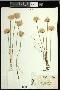 Eriophorum chamissonis image