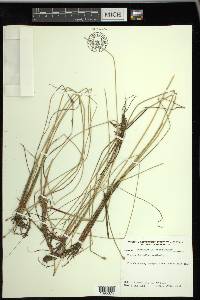 Eleocharis ambigens image