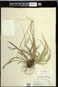 Carex arctata image