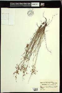 Fimbristylis annua image