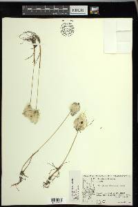 Eriophorum scheuchzeri image