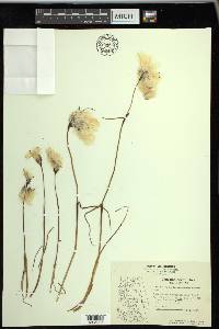 Eriophorum angustifolium image