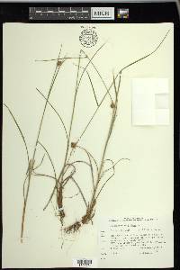 Eriophorum virginicum image